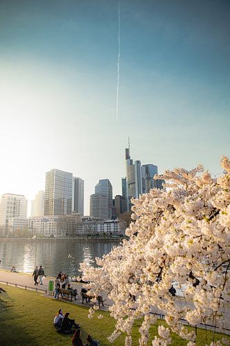 Kirschblüten in Frankfurt am Main | Skyline Fine Art Fotografie | Frühlings-Wandkunst | Deutschland Print