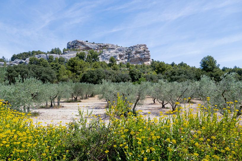 Olive trees and rock by Noud de Greef