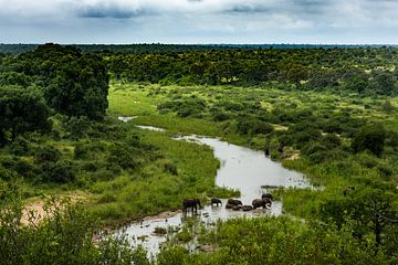 Olifanten steken de rivier over in Klaserie Nature Reserve, Zuid-Afrika van Paula Romein