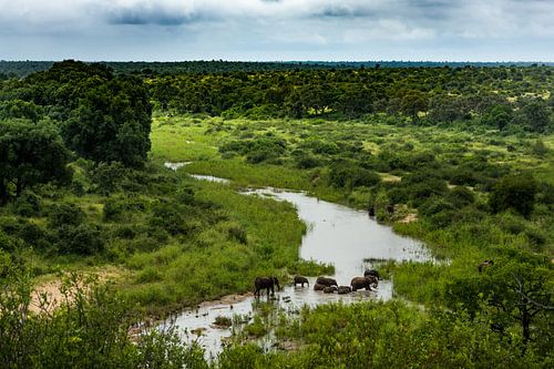 Éléphants traversant la rivière dans la réserve naturelle de Klaserie, en Afrique du Sud.