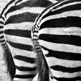 Zebra van Yvette Meijer