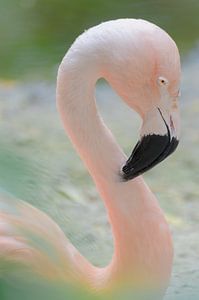 Schönes pink