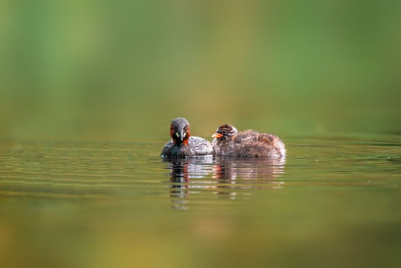 Zwergtaucher Familie auf einem Teich von Mario Plechaty Photography