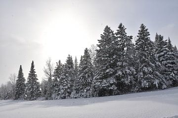 Une forêt enneigée après la tempête sur Claude Laprise