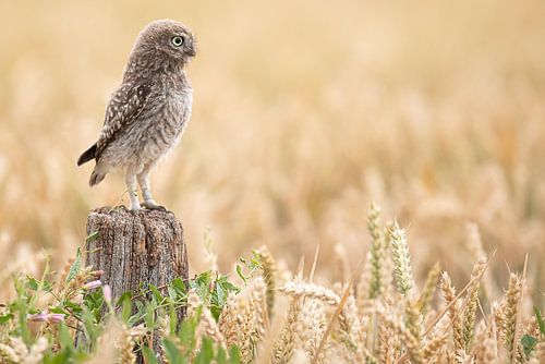 uil tussen het graan