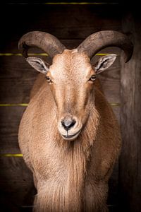 Bok