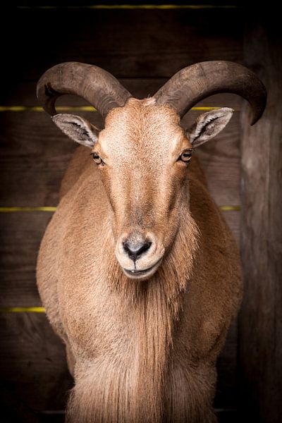 Bok par Victor van Dijk
