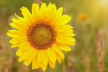 Eine Sonnenblume auf dem Feld von Marga Vroom
