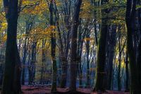 Mystical Speuldersbos