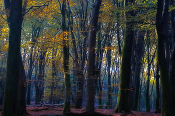 Mystischer Speuldersbos