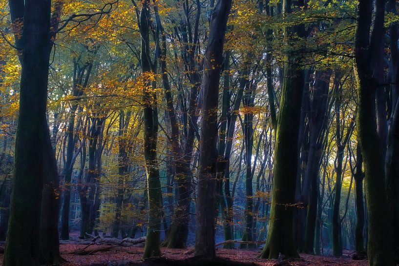 Mystical Speuldersbos by Hille Bouma