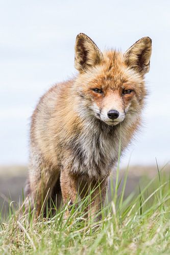  Fox schaut in die Kamera