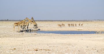 Giraffes and gazelles by Achim Prill