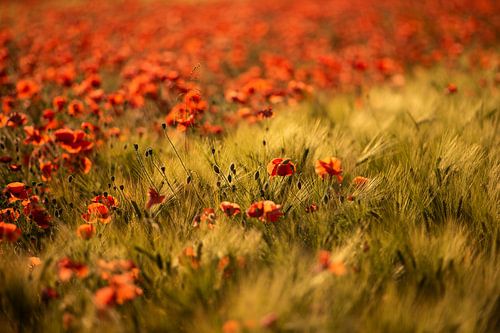 Mohnblumen - Traumlandschaft