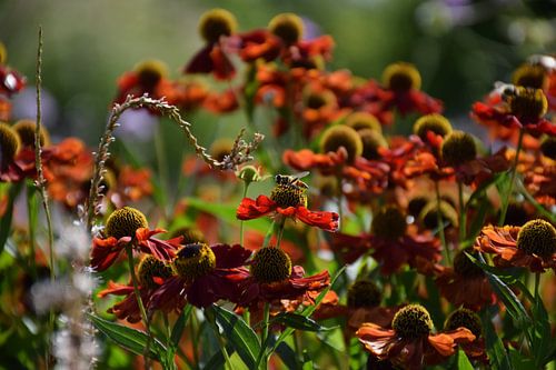 Bee in the Butterfly Court