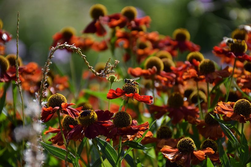 Bee in the Butterfly Court by Ingrid de Vos - Boom
