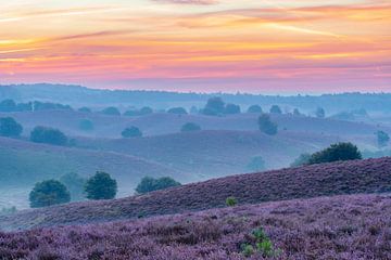 Zonsopgang over bloeiende heidevelden bij de Posbank van Sjoerd van der Wal Fotografie