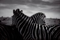 Südafrikanische Zebras in friedlicher Zweisamkeit - Addo National Park, Südafrika - Wildlife Fotografie