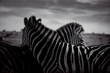 Zuid-Afrikaanse zebra's in rustige saamhorigheid - Addo National Park, Zuid-Afrika - Wildlife fotografie