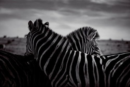 Südafrikanische Zebras in friedlicher Zweisamkeit - Addo National Park, Südafrika - Wildlife Fotografie