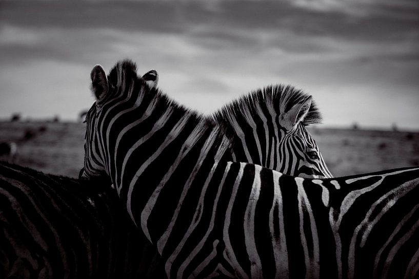 Zèbres d'Afrique du Sud en paix - Parc national d'Addo, Afrique du Sud - Photographie de la vie sauvage par LotsofLiekePrints