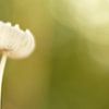 Macro - Mushroom by Fotografie Krist / Top Foto Vlaanderen