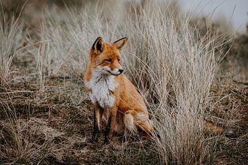 Fox sitting among the tall grass by Sander Wehkamp