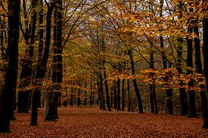 L'automne dans la forêt