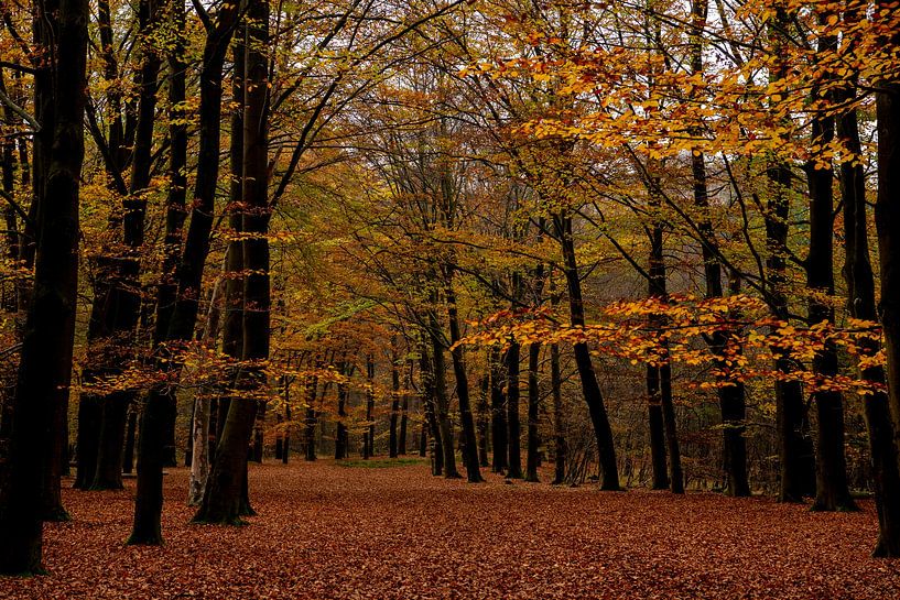 Autumn in the forest by Annemarie Goudswaard