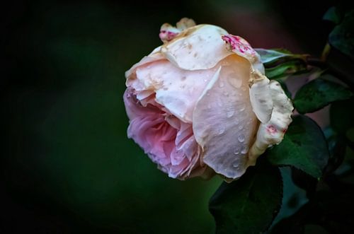 Vintage Roos Bleke Bloesem
