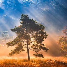 Transformez-vous en or sur Nevelhart Photography