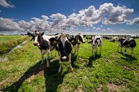 cows in the meadow