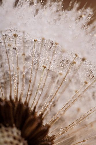 Door de pluisjes heen kijkend naar dat ene pluisje!