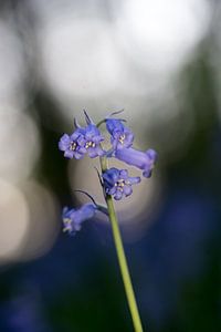 Bois de Hal - 'La Forêt Bleue'