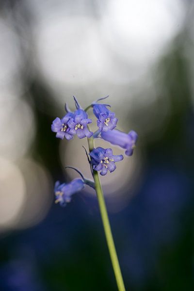 Hallerbos - 'Der Blaue Wald' von Ronald De Neve
