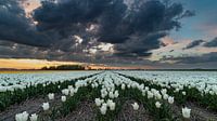 Weiße Tulpen unter einem bedrohlichen Himmel bei Sonnenuntergang
