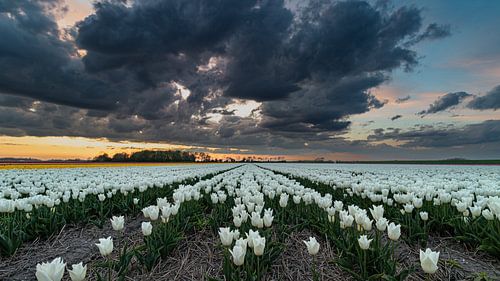 Witte tulpen onder een dreigende lucht tijdens zonsondergang