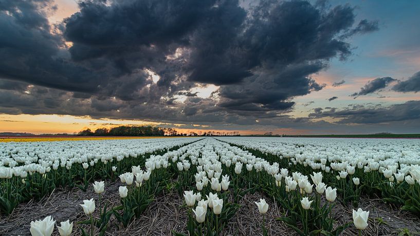 Witte tulpen onder een dreigende lucht tijdens zonsondergang van Bram Lubbers