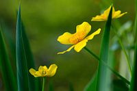 moerasgoud- Caltha palustris