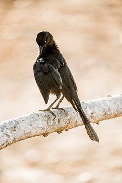 Zwarte Vogel in een Intiem Moment van Verzorging van Femke Ketelaar