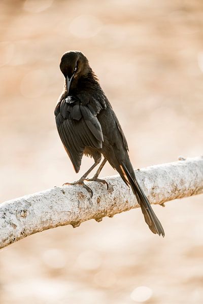 Black Bird in an Intimate Moment of Caring by Femke Ketelaar