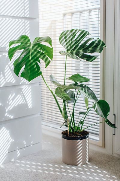 Monstera by Hello Pompoyo