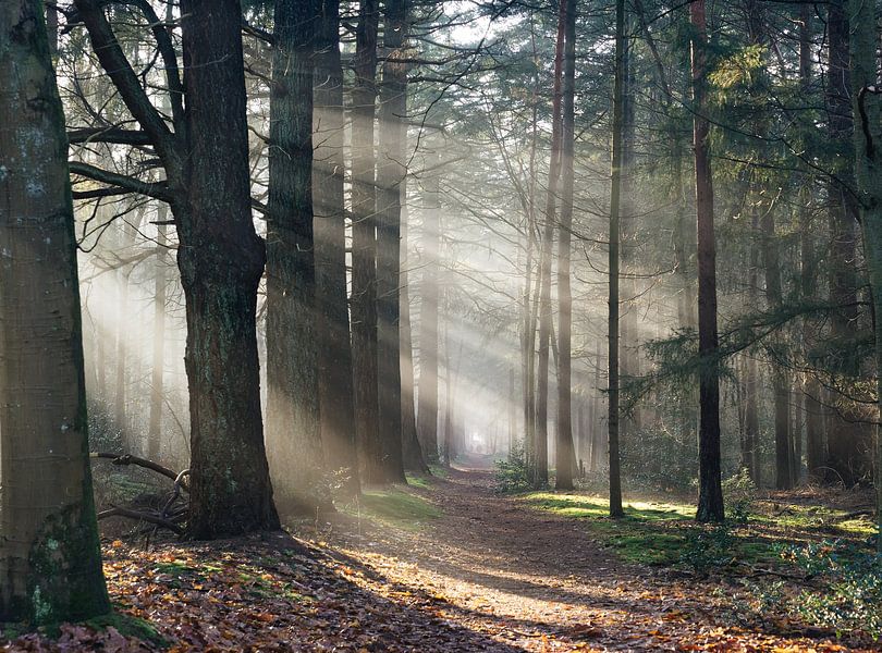 Foggy morning in the Zeisterbos! by Peter Haastrecht, van