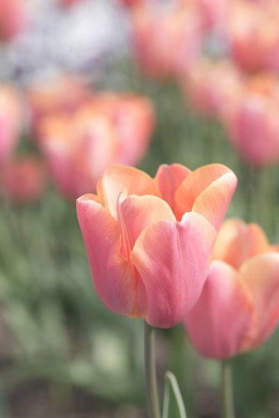 Tulpen in Pastelltönen von Martina Weidner