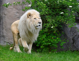 White Lion in serene greenery. by Jose Lok