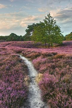 Avondsfeer op de Brunssumer Heide - natuurpad door bloeiende heide bij zonsondergang van Rolf Schnepp