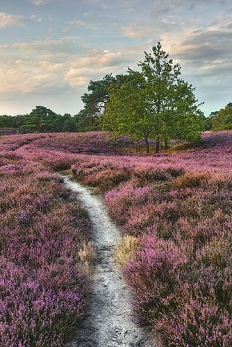 Evening atmosphere in the Brunssumer Heide - nature trail through flowering heath at sunset