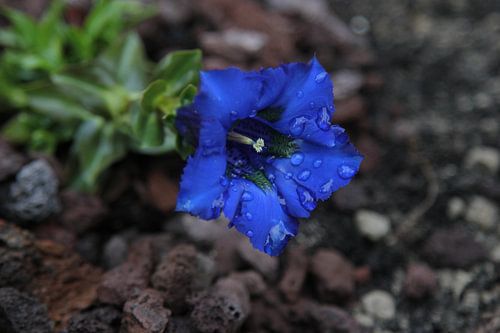 Koningsblauwe diepblauwe Bloem