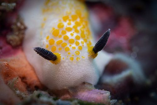 Zeeslak @ Komodo, Indonesie