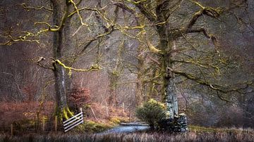 Lake District - trees with fence - autumn/winter image by Ton Drijfhamer